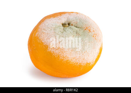 Alten verrotteten Tangerine mit Schimmel auf weißem Hintergrund Stockfoto