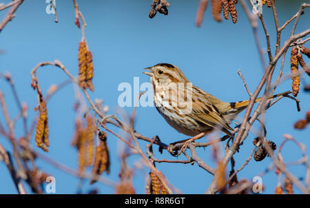 Der Song sparrow (Melospiza melodia) ist eine mittelgroße Amerikanische Spatz. Dieser hier singt gerne und endlos an einem warmen, frühen Frühling. Stockfoto