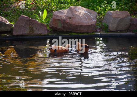 Zwei braune Enten in den kleinen Teich, Herbst Stockfoto