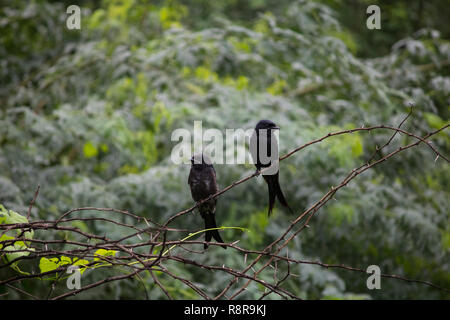 Schwarzer Drongo Stockfoto