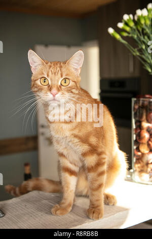 Rotem Fell, die Katze sitzt auf der Arbeitsplatte in der Küche Stockfoto