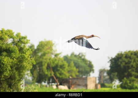 Red Head Ibis Stockfoto