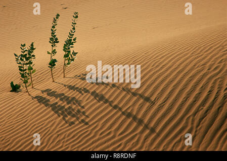 Sand, Dünen, dangri Dorf, Jaisalmer, Rajasthan, Indien Stockfoto