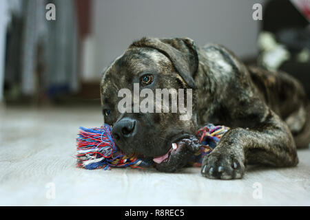 Cane Corso Welpen spielen mit Seil Stockfoto