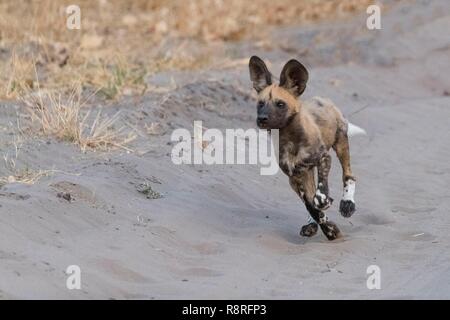 Botswana, Moremi Nationalpark, Afrikanischer Wildhund oder Afrikanische Jagd Hund oder Afrikanischen gemalten Hund (Lycaon pictus), Erwachsene Stockfoto