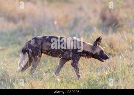 Botswana, Moremi Nationalpark, Afrikanischer Wildhund oder Afrikanische Jagd Hund oder Afrikanischen gemalten Hund (Lycaon pictus), Stockfoto