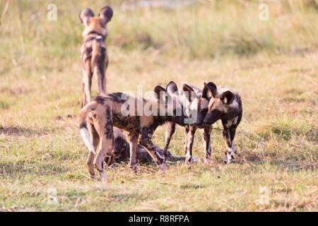 Botswana, Moremi Nationalpark, Afrikanischer Wildhund oder Afrikanische Jagd Hund oder Afrikanischen gemalten Hund (Lycaon pictus), Gruppe Stockfoto