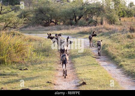 Botswana, Moremi Nationalpark, Afrikanischer Wildhund oder Afrikanische Jagd Hund oder Afrikanischen gemalten Hund (Lycaon pictus), Gruppe Stockfoto