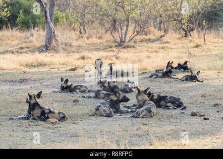 Botswana, Moremi Nationalpark, Afrikanischer Wildhund oder Afrikanische Jagd Hund oder Afrikanischen gemalten Hund (Lycaon pictus), Gruppe Stockfoto