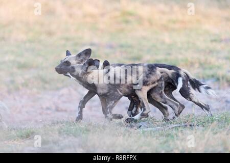 Botswana, Moremi Nationalpark, Afrikanischer Wildhund oder Afrikanische Jagd Hund oder Afrikanischen gemalten Hund (Lycaon pictus), Gruppe Stockfoto