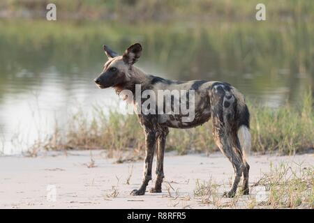 Botswana, Moremi Nationalpark, Afrikanischer Wildhund oder Afrikanische Jagd Hund oder Afrikanischen gemalten Hund (Lycaon pictus), Stockfoto