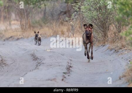 Botswana, Moremi Nationalpark, Afrikanischer Wildhund oder Afrikanische Jagd Hund oder Afrikanischen gemalten Hund (Lycaon pictus), Erwachsene Stockfoto