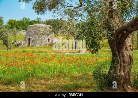 Italien, Apulien, Salento, Otranto, trockenen Umgebung der Hütte aus Stein verwendet als Unterschlupf unter Olivenbäumen Stockfoto