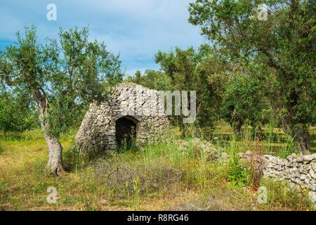 Italien, Apulien, Salento, Otranto, trockenen Umgebung der Hütte aus Stein verwendet als Unterschlupf unter Olivenbäumen Stockfoto