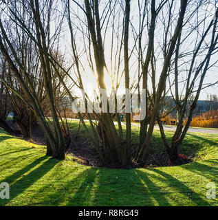 Am frühen Morgen Sonnenlicht erstrahlt zwischen Amtsleitungen einer Gruppe von Bäumen. Stockfoto