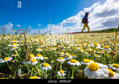 Italien, Apulien, Salento, Otranto, blumenbeet an der Nordküste Stockfoto