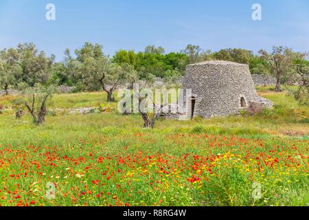 Italien, Apulien, Salento, Otranto, trockenen Umgebung der Hütte aus Stein verwendet als Unterschlupf unter Olivenbäumen Stockfoto