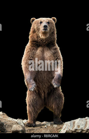 Braunbär (Ursus arctos) stehend auf seine Hinterbeine auf dem schwarzen Hintergrund Stockfoto