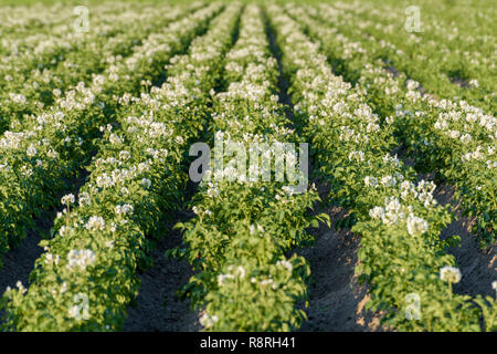 Ackerland mit üppig blühenden Pflanzen Kartoffel (Solanum tuberosum) wächst in den Zeilen im Sommer. Stockfoto