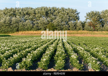 Ackerland mit üppig blühenden Pflanzen Kartoffel (Solanum tuberosum) wächst in den Zeilen im Sommer. Es gibt Bäume im Hintergrund und blauen Himmel über. Stockfoto