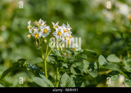 In der Nähe der weiß blühenden Kartoffel (Solanum tuberosum) wächst in einem Feld an einem sonnigen Tag im Sommer. Stockfoto