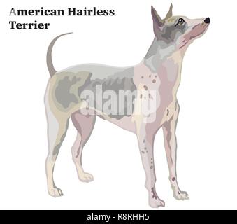 Portrait von ständigen im Profil Hund - American Hairless Terrier, Vektor bunte Abbildung auf weißem Hintergrund Stock Vektor