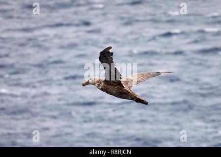 Frankreich, Französische Süd- und Antarktisgebiete, Crozet Inseln, Ile de La Possession (Besitz Insel), nördliche Giant petrel (Macronectes halli), auch als riesige Hall's Petrel bekannt Stockfoto