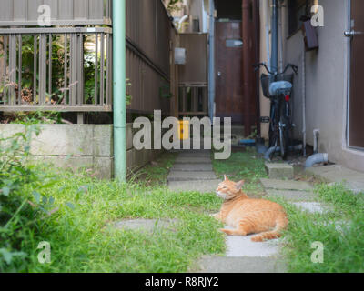 Eine Katze ist auf dem Boden liegend Yanaka in Tokio, Japan. Stockfoto