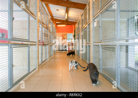 Lugano, Schweiz - 15 September 2002: Katzen im Tierheim von Lugano in der Schweiz Stockfoto