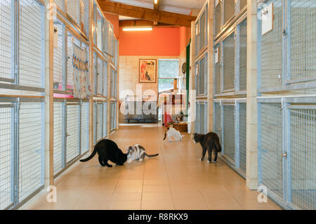 Lugano, Schweiz - 15 September 2002: Katzen im Tierheim von Lugano in der Schweiz Stockfoto