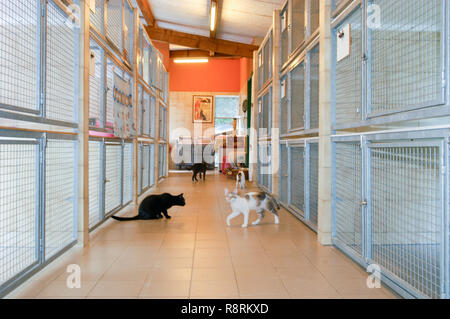 Lugano, Schweiz - 15 September 2002: Katzen im Tierheim von Lugano in der Schweiz Stockfoto