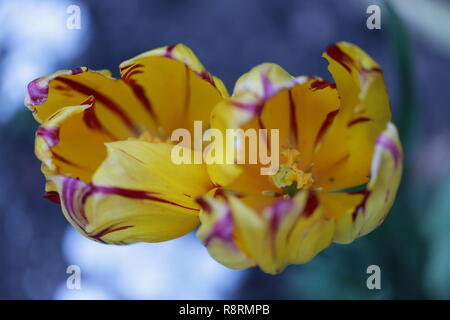 Zwei gelbe und rote La Cour Papagei Tulpen, Großbritannien Stockfoto