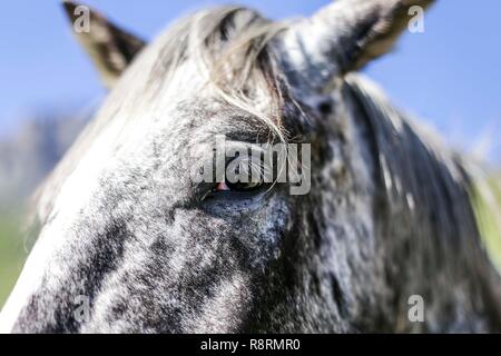 Close-up dappled graues Pferd Gesicht, Tignes, Frankreich Stockfoto