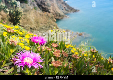 Carpobrotus ist eine Gattung der Boden - Kletterpflanzen mit saftigen Blätter und große Daisy - wie Blumen. Stockfoto