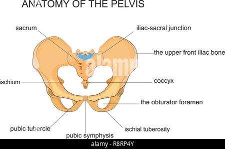 Vector Abbildung der Anatomie des Beckens Stock Vektor