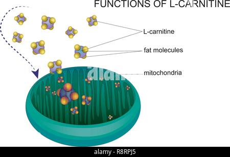 Vector Illustration von L-Carnitin transportiert Fett Moleküle in die Mitochondrien. Stock Vektor