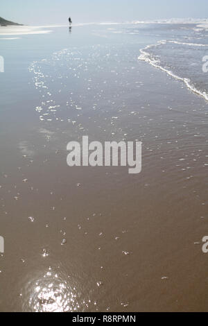 Muscheln und Korallen am Strand in Mosambik Stockfoto