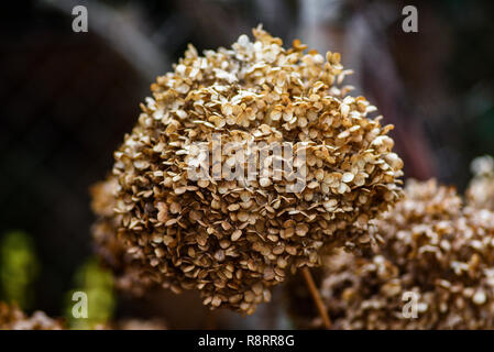 Getrocknete Hortensien im Garten im Spätherbst. Stockfoto