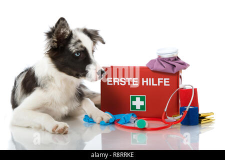 Junge Border Collie mit Erste Hilfe Kit Stockfoto