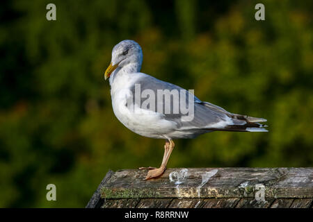 In der Nähe von Seagull, stehend auf einem Pier. Möwe auf dem Dach in der Nähe von Kaniera See an einem sonnigen Herbsttag. Möwe auf Green Park Hintergrund in Lettland. Stockfoto