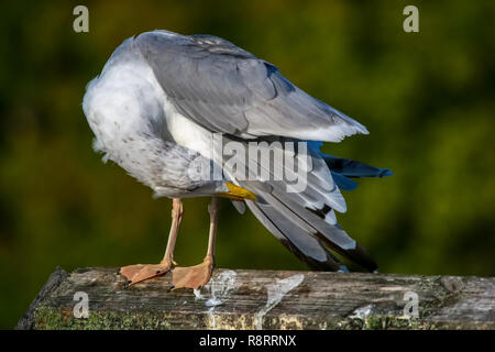 In der Nähe von Seagull, stehend auf einem Pier. Möwe auf dem Dach in der Nähe von Kaniera See an einem sonnigen Herbsttag. Möwe auf Green Park Hintergrund in Lettland. Stockfoto