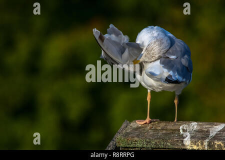 In der Nähe von Seagull, stehend auf einem Pier. Möwe auf dem Dach in der Nähe von Kaniera See an einem sonnigen Herbsttag. Möwe auf Green Park Hintergrund in Lettland. Stockfoto