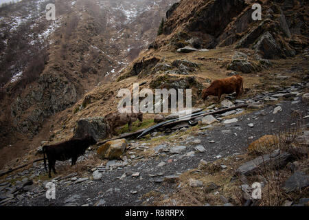 Drei georgischen grasende Kühe auf einer Weide in Georgien Stockfoto