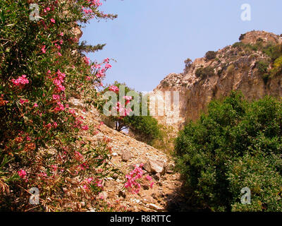 Oleander wächst am Eingang der Avakas Schlucht, Paphos, Zypern Stockfoto