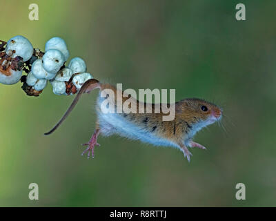 Eurasischen Ernte Maus sprang Stockfoto