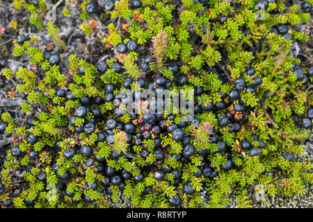 Schwarze Krähenbeere, Schwarze Krähen-Beere, Früchte, Beeren, Empetrum nigrum, Schwarzer Crowberry, blühende, Sainte - Anne noire Stockfoto