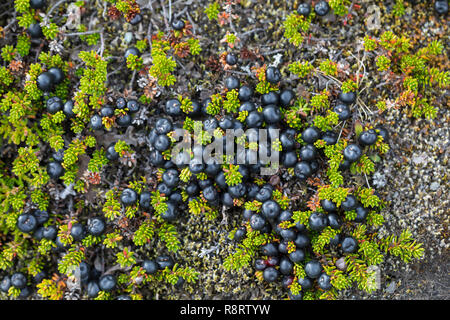 Schwarze Krähenbeere, Schwarze Krähen-Beere, Früchte, Beeren, Empetrum nigrum, Schwarzer Crowberry, blühende, Sainte - Anne noire Stockfoto