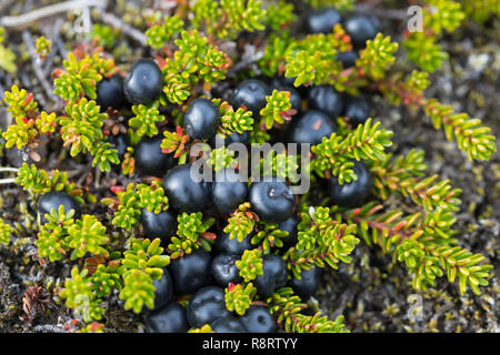 Schwarze Krähenbeere, Schwarze Krähen-Beere, Früchte, Beeren, Empetrum nigrum, Schwarzer Crowberry, blühende, Sainte - Anne noire Stockfoto