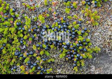 Schwarze Krähenbeere, Schwarze Krähen-Beere, Früchte, Beeren, Empetrum nigrum, Schwarzer Crowberry, blühende, Sainte - Anne noire Stockfoto