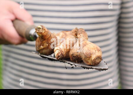 Narzisse. Narzissen an Hand Kelle für die Bepflanzung für Frühling, Großbritannien Stockfoto